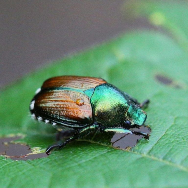 Scarabée japonais : il dévore plus de 300 variétés de plantes.